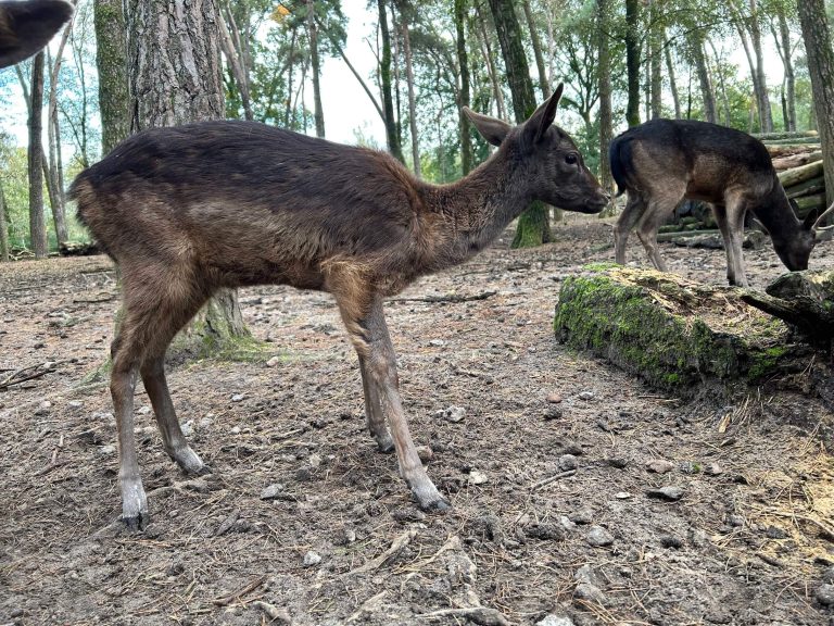 Wildtiere im Wildfreigehege Saerbeck