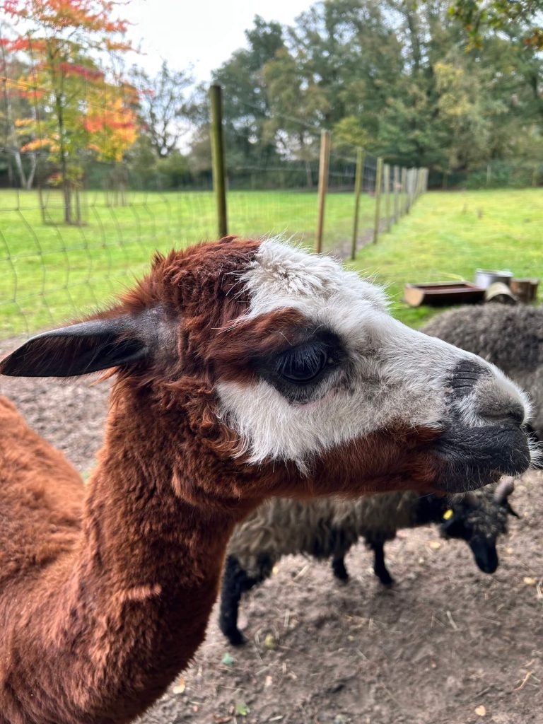 Lama im Wildfreigehe Saerbeck